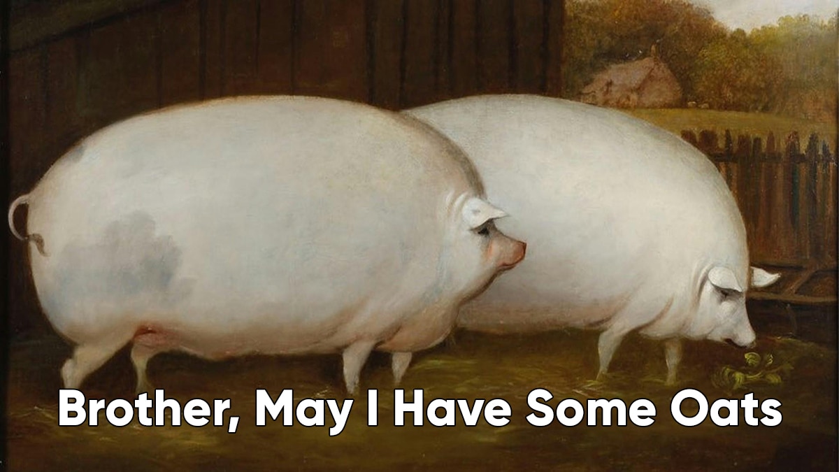 brother may I have your oats
